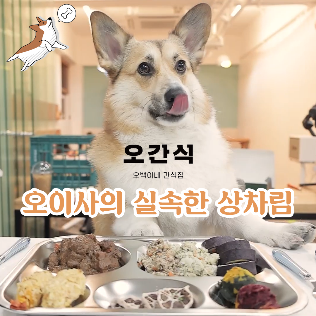 [오간식] 반려견 간식 | 오이사의 실속한 상차림